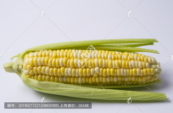 玉米