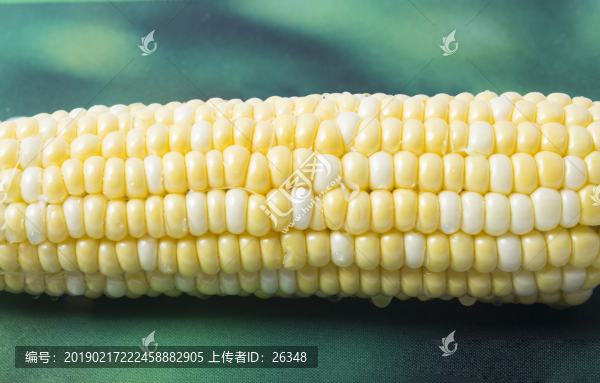 玉米