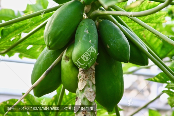 番木瓜