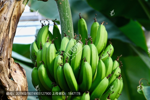 香蕉