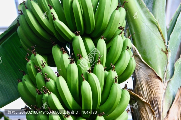 香蕉
