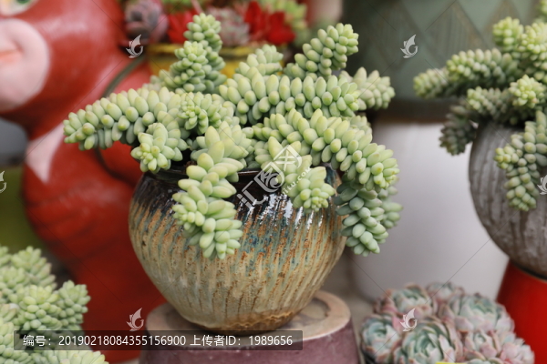肉肉植物