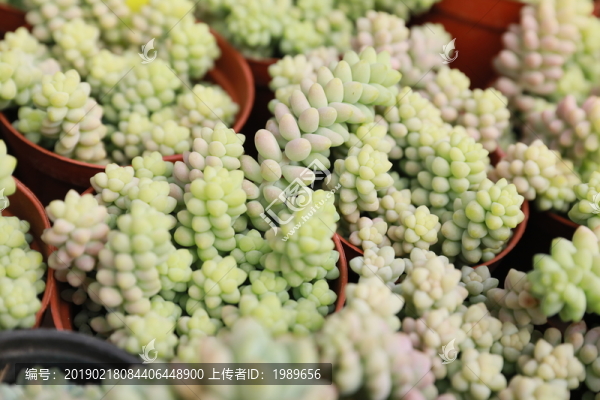 肉肉植物