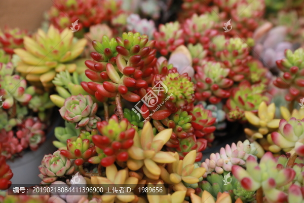 肉肉植物