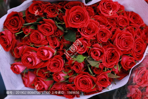 紅玫瑰