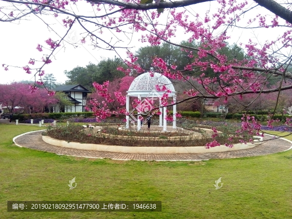 櫻花公園