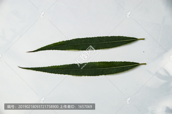 柳葉