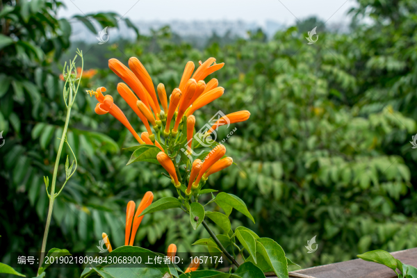 炮仗花