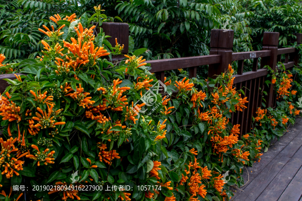 炮仗花