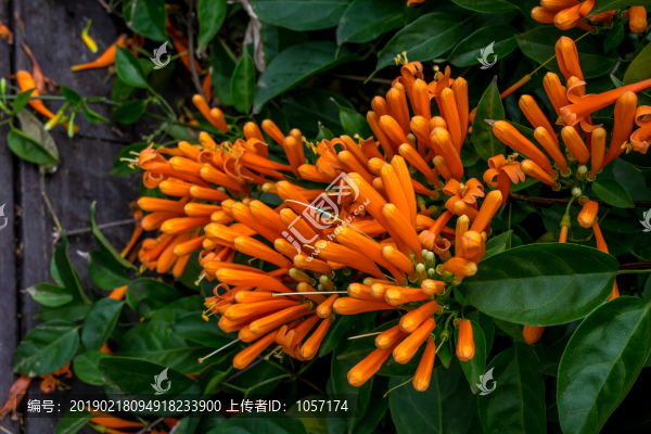 炮仗花