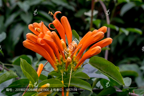 炮仗花