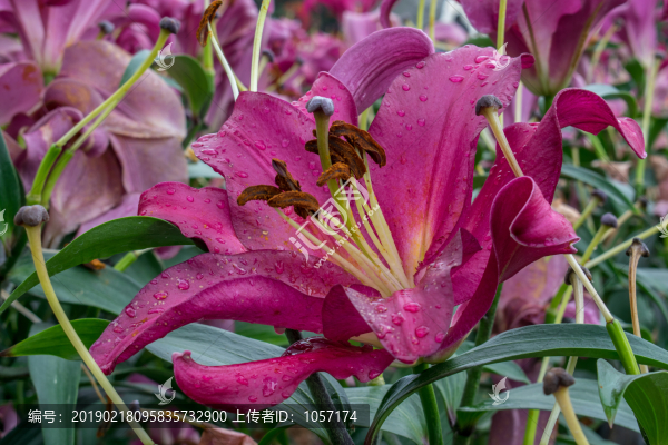 百合花
