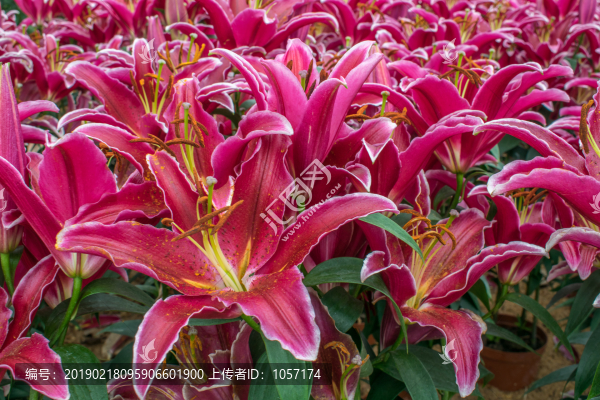 百合花