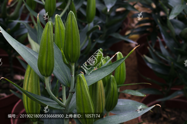 百合花苞