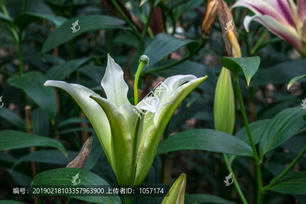 百合花