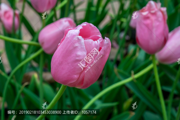 郁金香