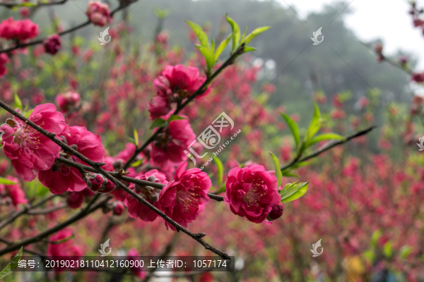 桃花林