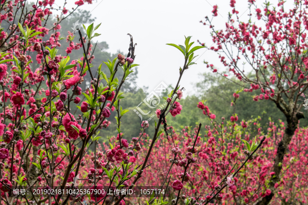 桃花林