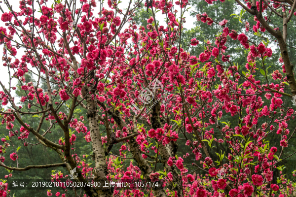 桃花