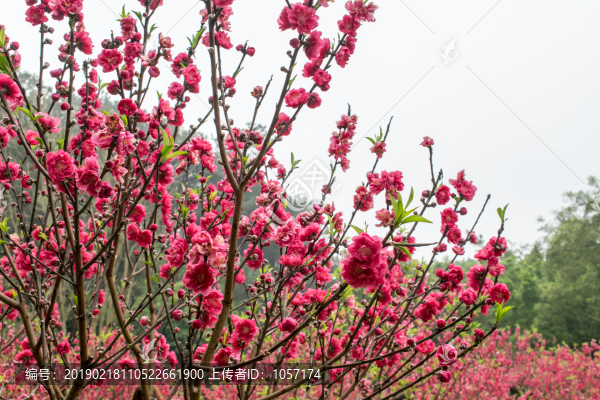 桃花