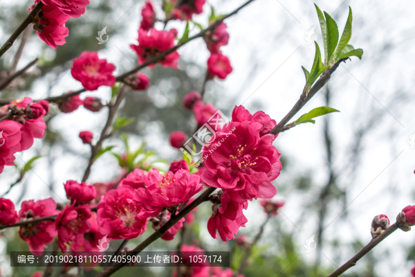 桃花
