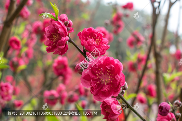 桃花