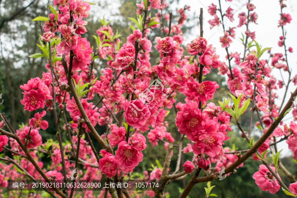 桃花