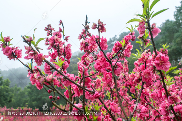 桃花源