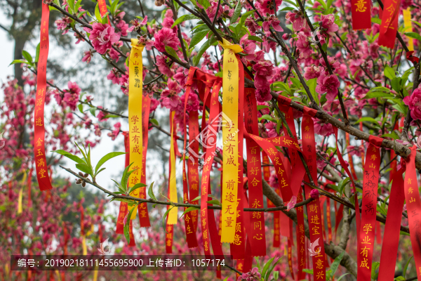 桃花運