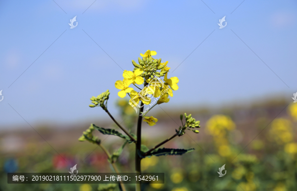 油菜花