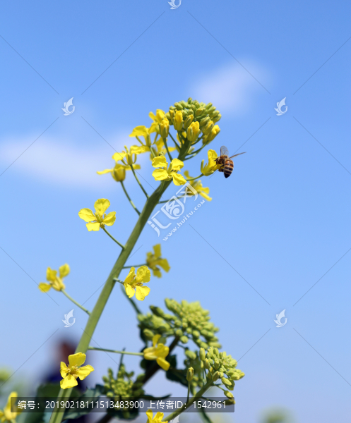 油菜花和蜜蜂