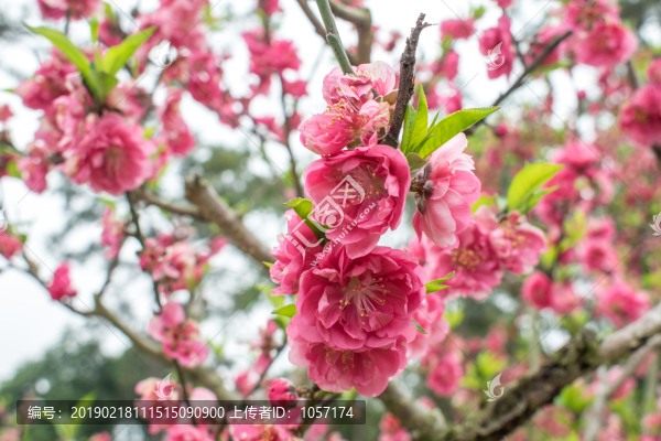 桃花盛開