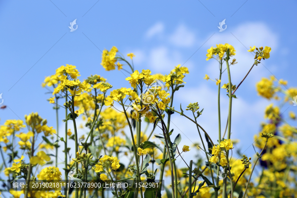 油菜花
