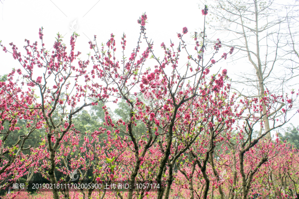 桃花林