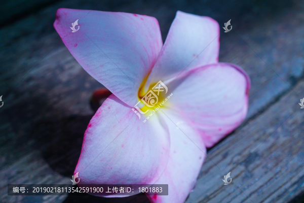 玉蘭花