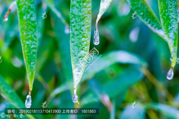 雨后竹