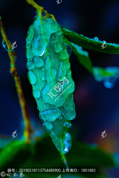 雨后竹葉
