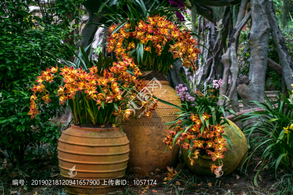 蘭花
