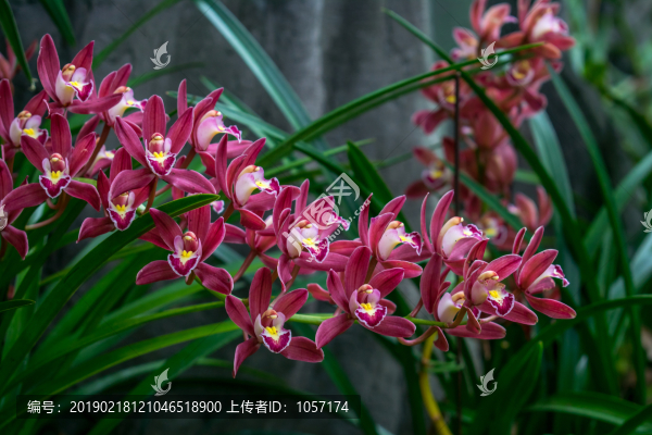 蘭花