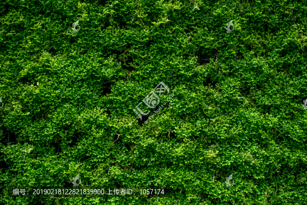 綠色草皮背景