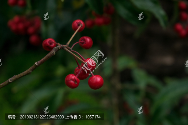 朱砂根
