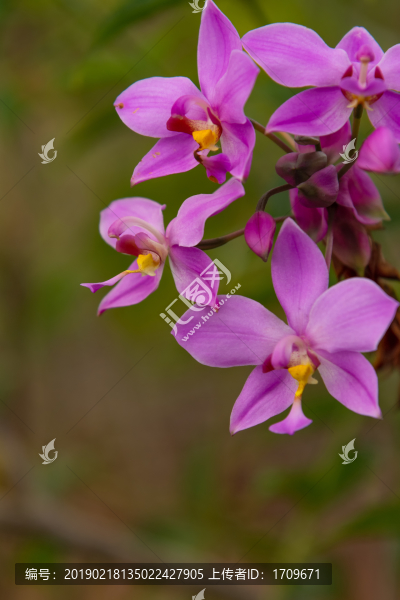 蘭花