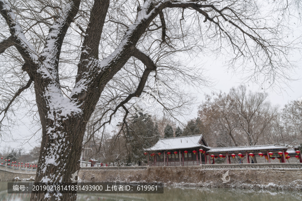 冬天樹枝公園雪景