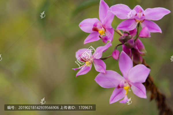 野外的蘭花