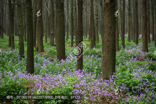 樹林