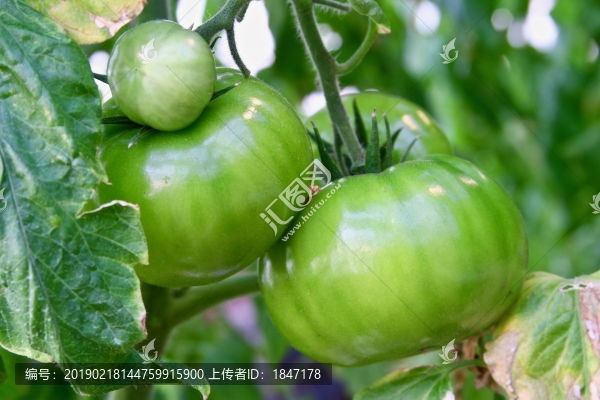 番茄
