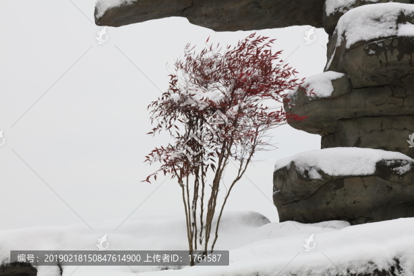 雪景