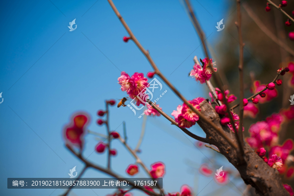 梅花