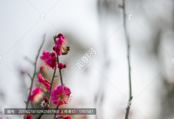梅花