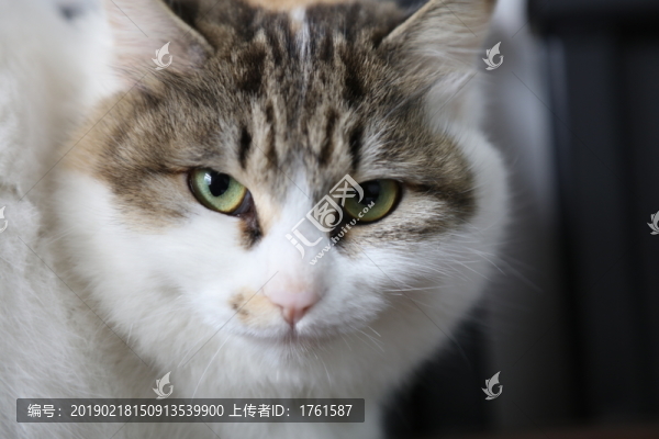 貓